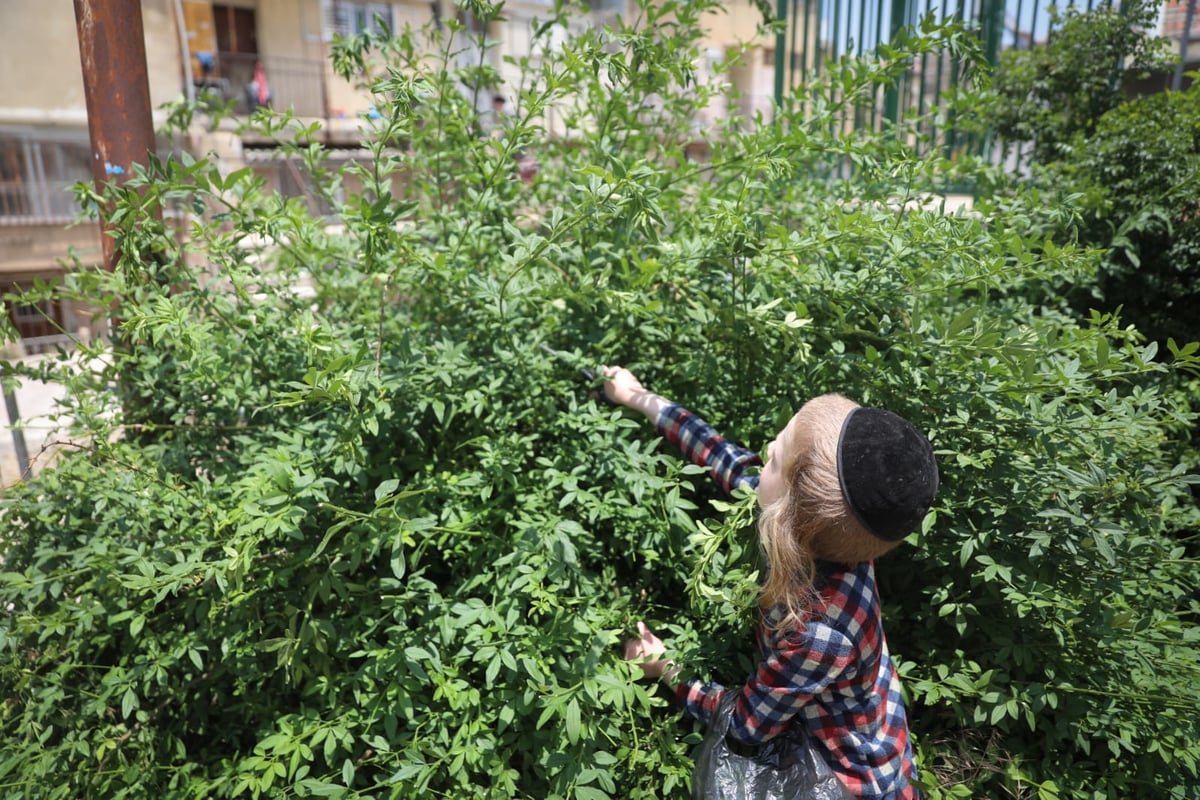 תיעוד ססגוני: הירושלמים מצטיידים בפרחים