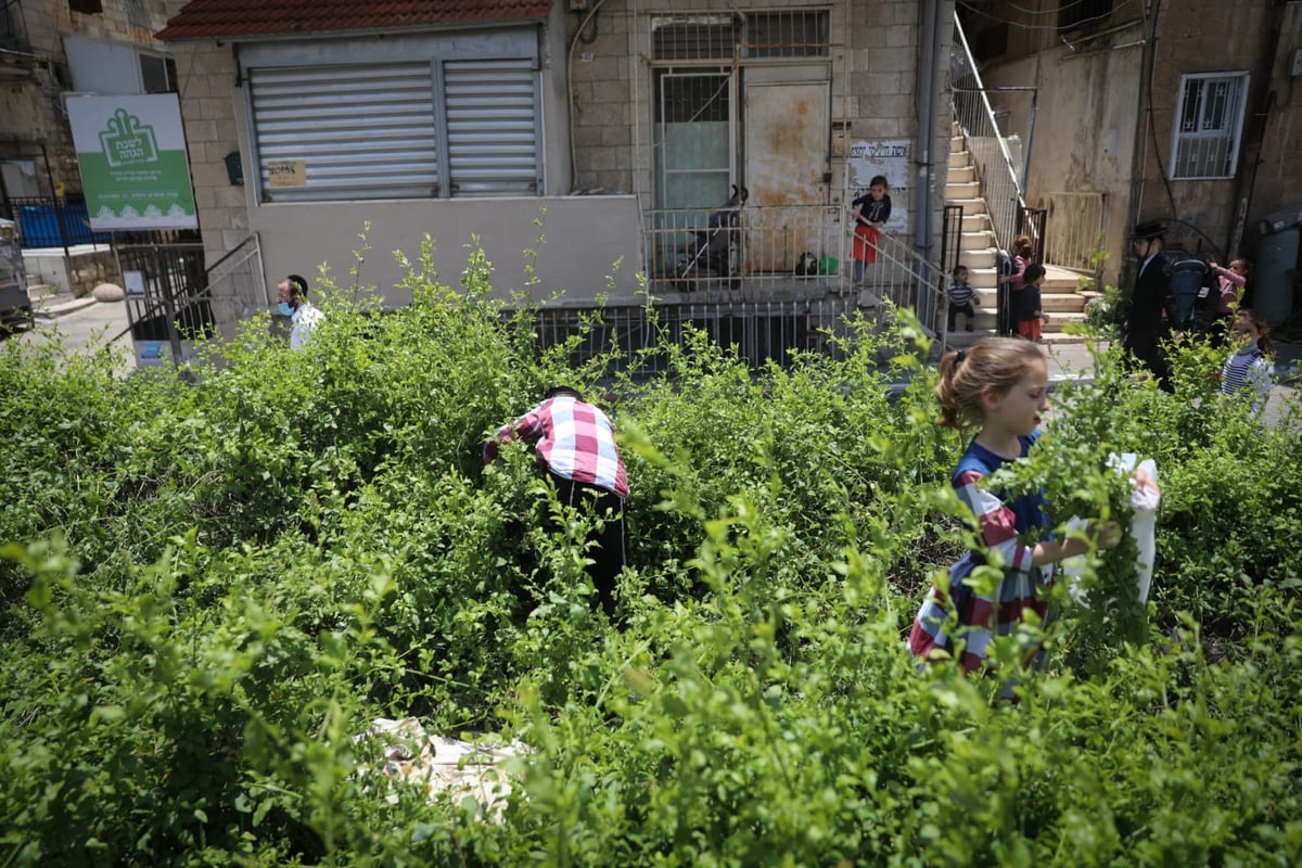 תיעוד ססגוני: הירושלמים מצטיידים בפרחים