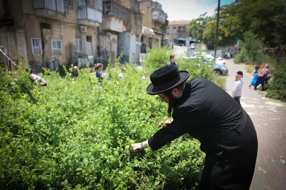 תיעוד ססגוני: הירושלמים מצטיידים בפרחים