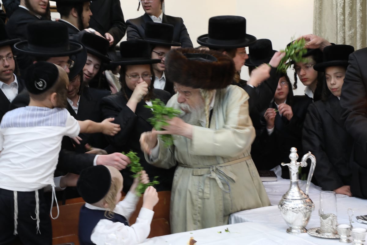 בזוועהיל חגגו שבת שבע ברכות לנכדת האדמו"ר