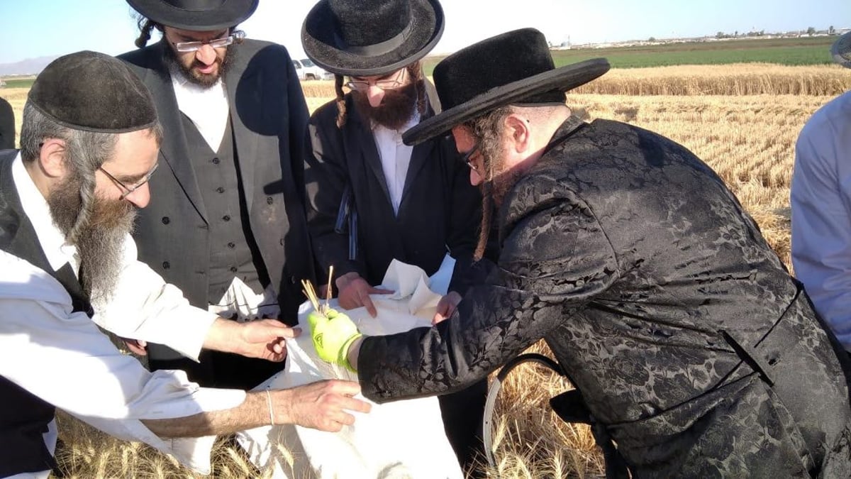 אב"ד סאטמר עלה על ה'הקאמביין' וקצר חיטים