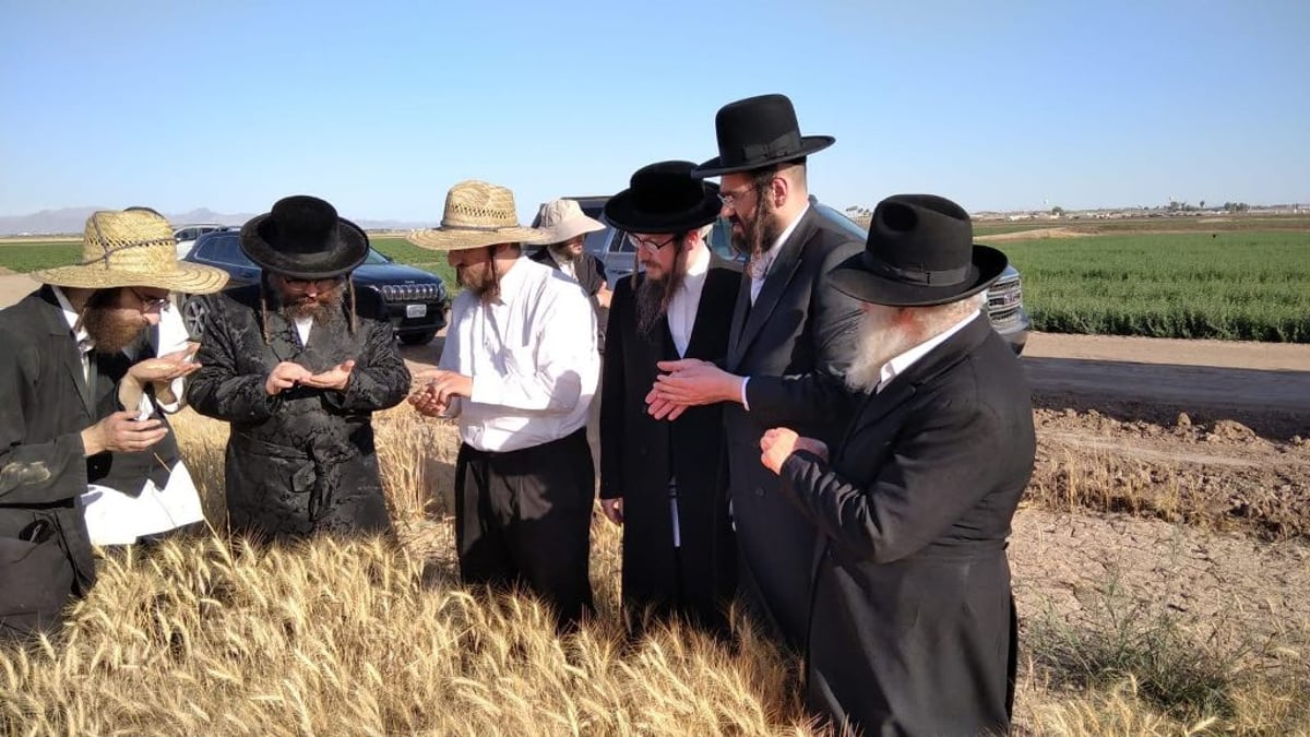 אב"ד סאטמר עלה על ה'הקאמביין' וקצר חיטים