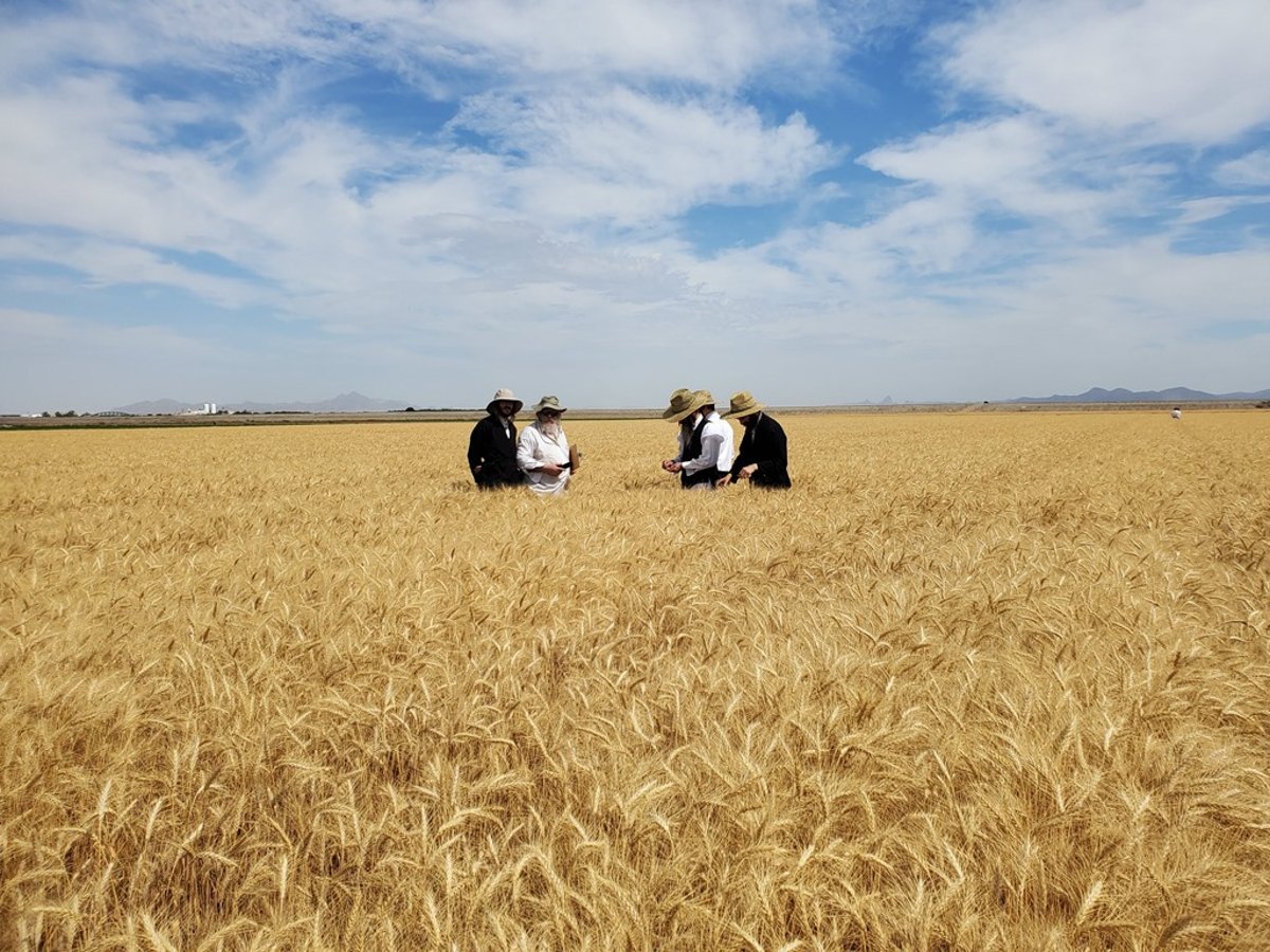 אב"ד סאטמר עלה על ה'הקאמביין' וקצר חיטים