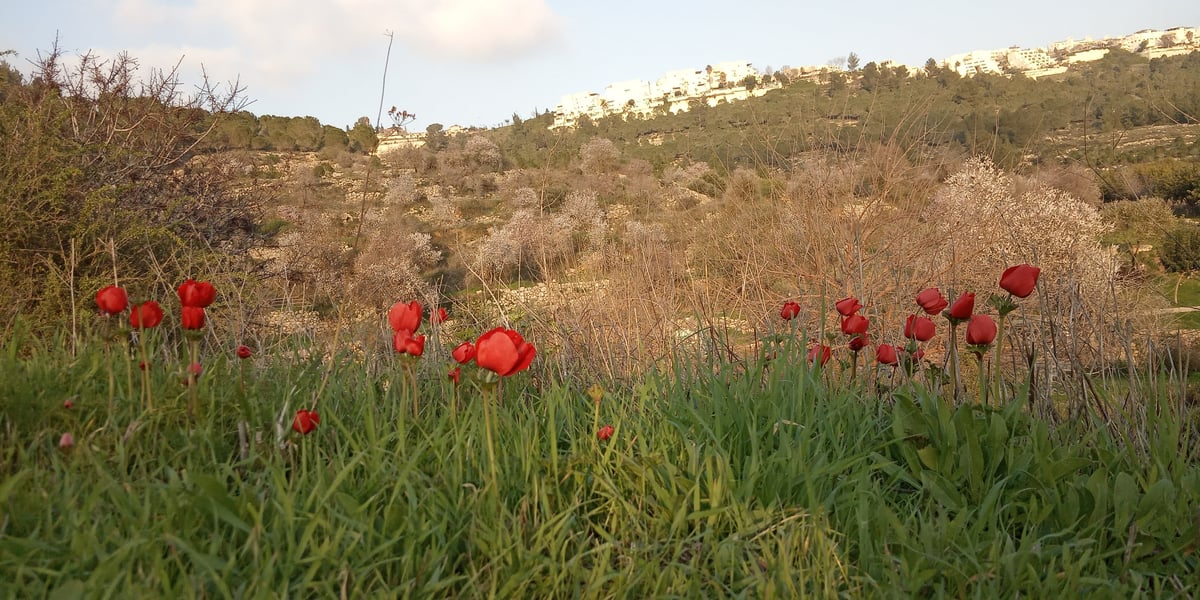 התעלומה המסתורית ברכס "עין לבן" והחשש הנד"לני