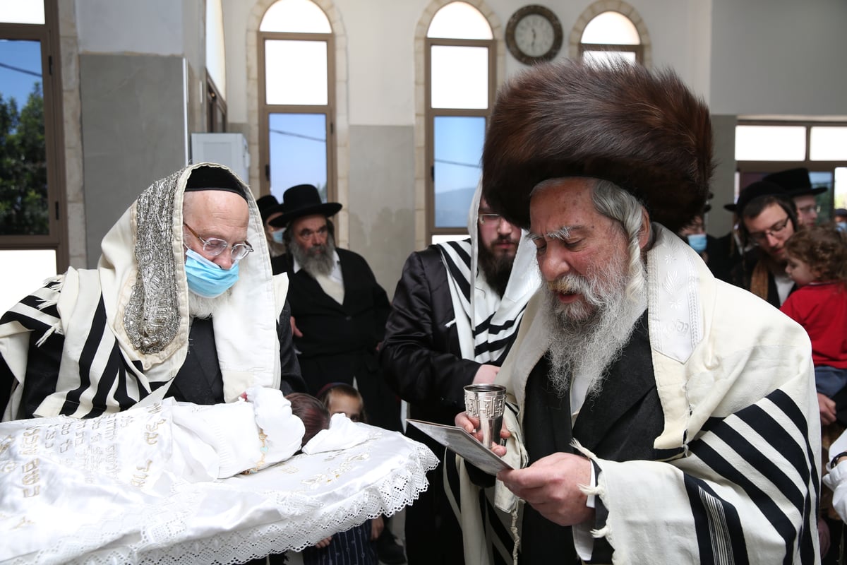 בצפת חגגו ברית לנכד האב"ד והנגיד • צפו