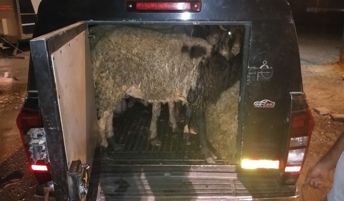 השוטרים עצרו את הרכב ומצאו 8 כבשים