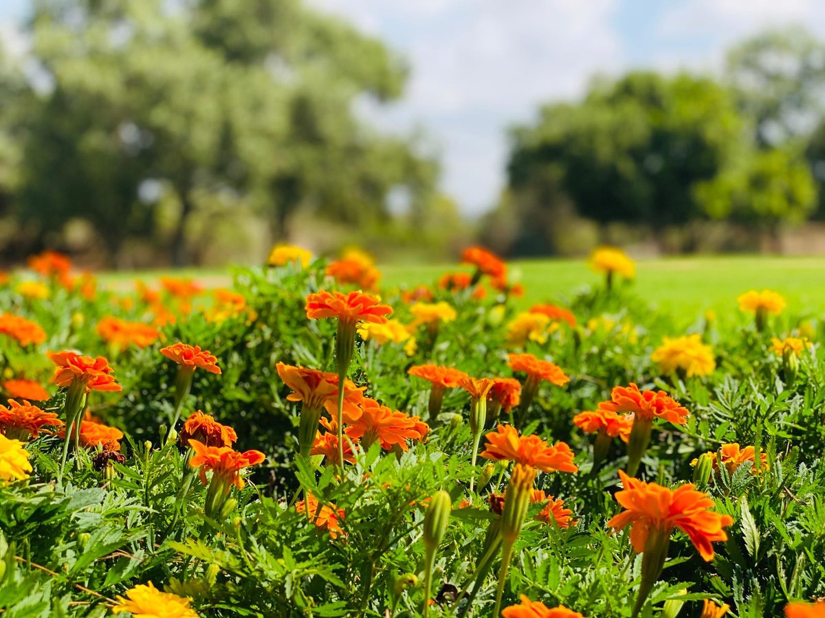 גלריה מרהיבה מגן רמת הנדיב בזכרון יעקב