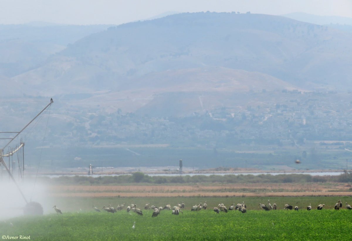 להקת החסידות הלבנות עצרה לרענון בשדה • צפו