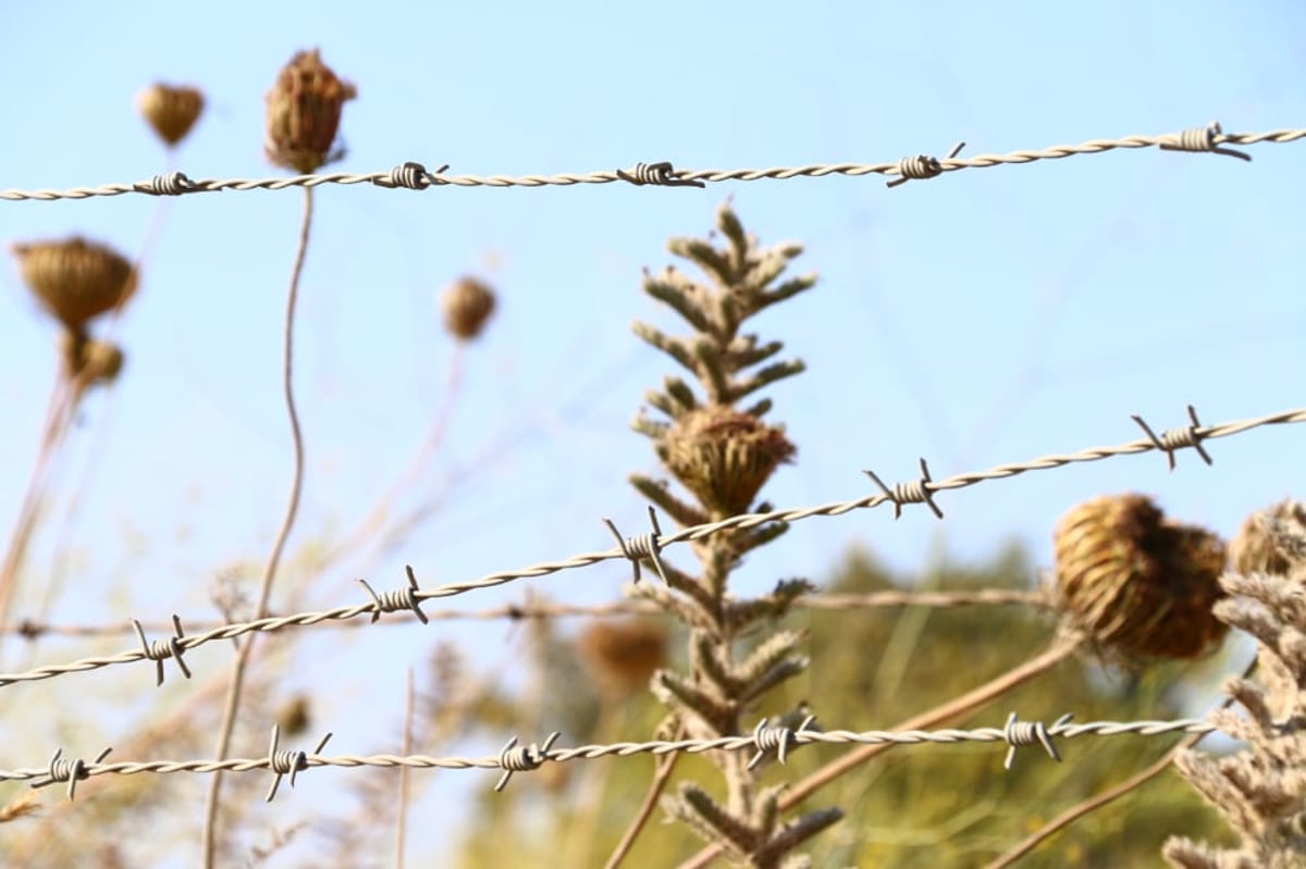 לקול צלילי הפעמונים: תיעוד מרהיב מהצפון