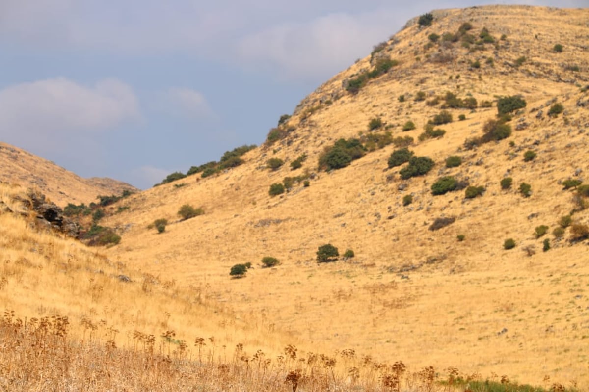 לקול צלילי הפעמונים: תיעוד מרהיב מהצפון