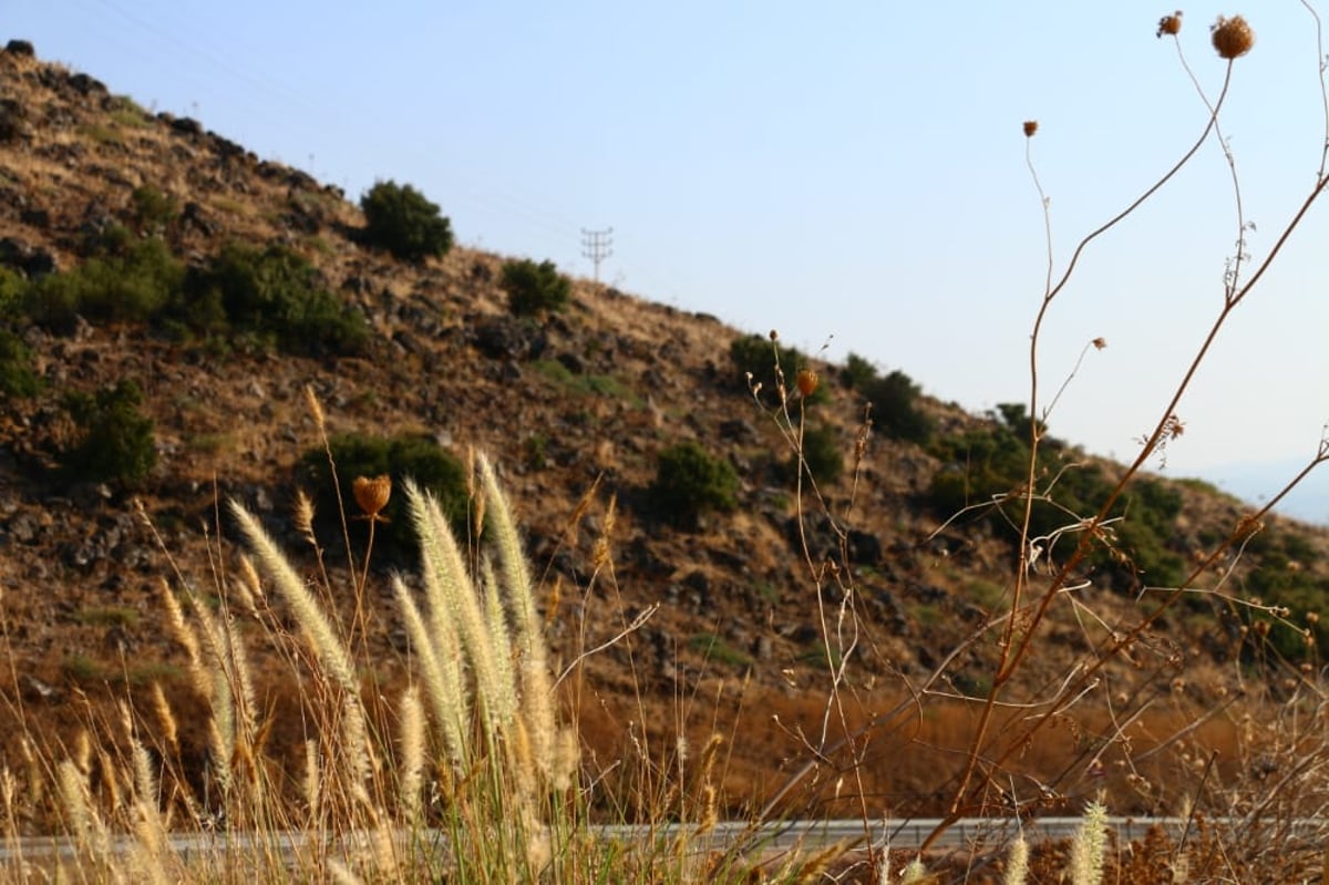 לקול צלילי הפעמונים: תיעוד מרהיב מהצפון