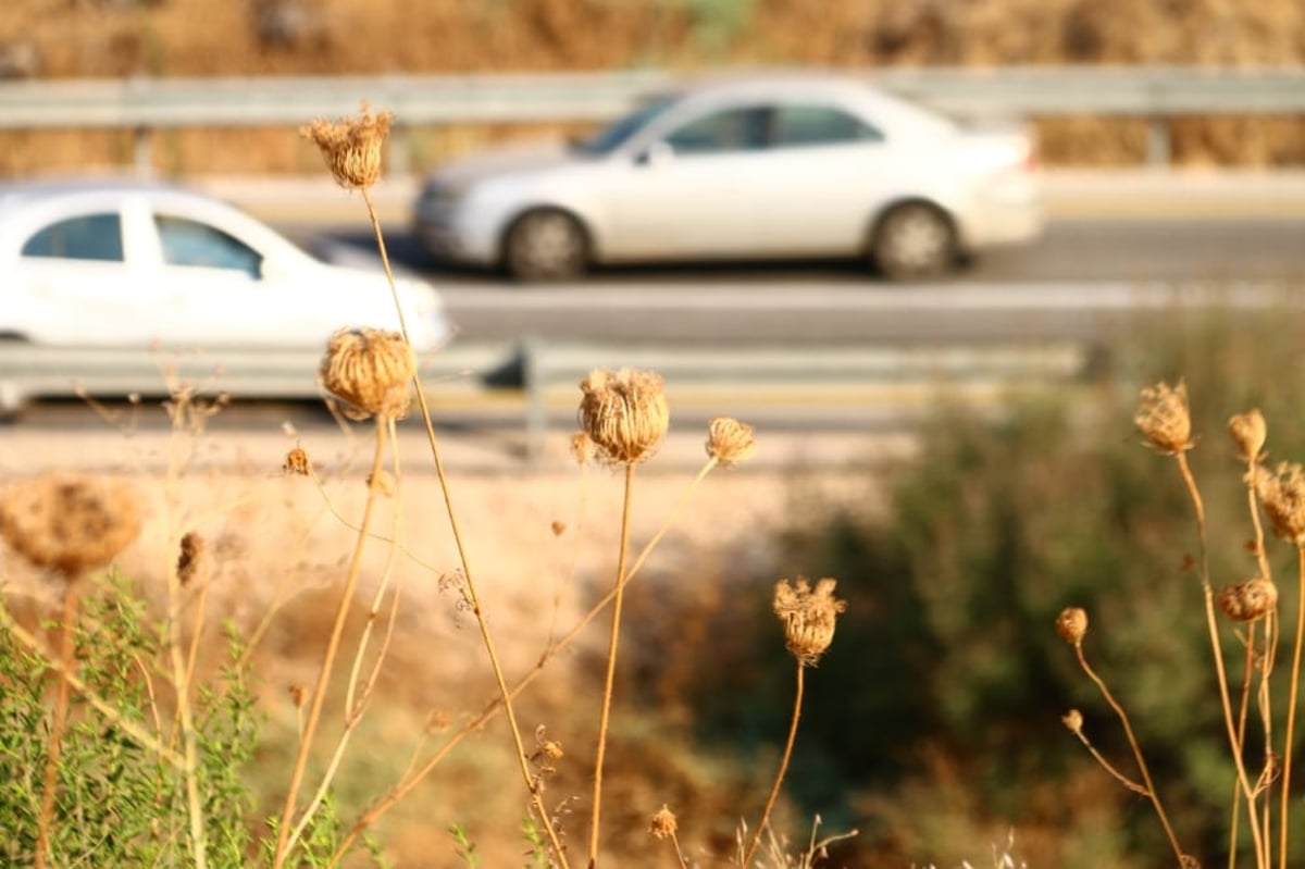 לקול צלילי הפעמונים: תיעוד מרהיב מהצפון