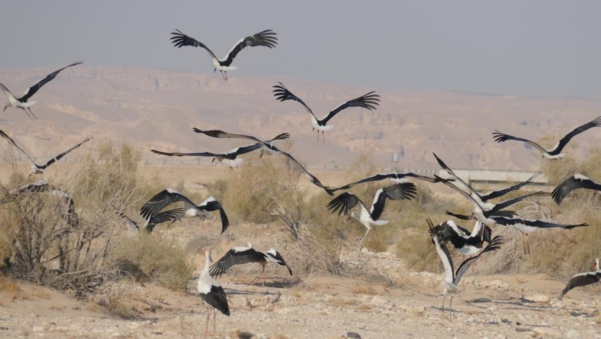 חניית ביניים: עשרות להקות חסידות בישראל