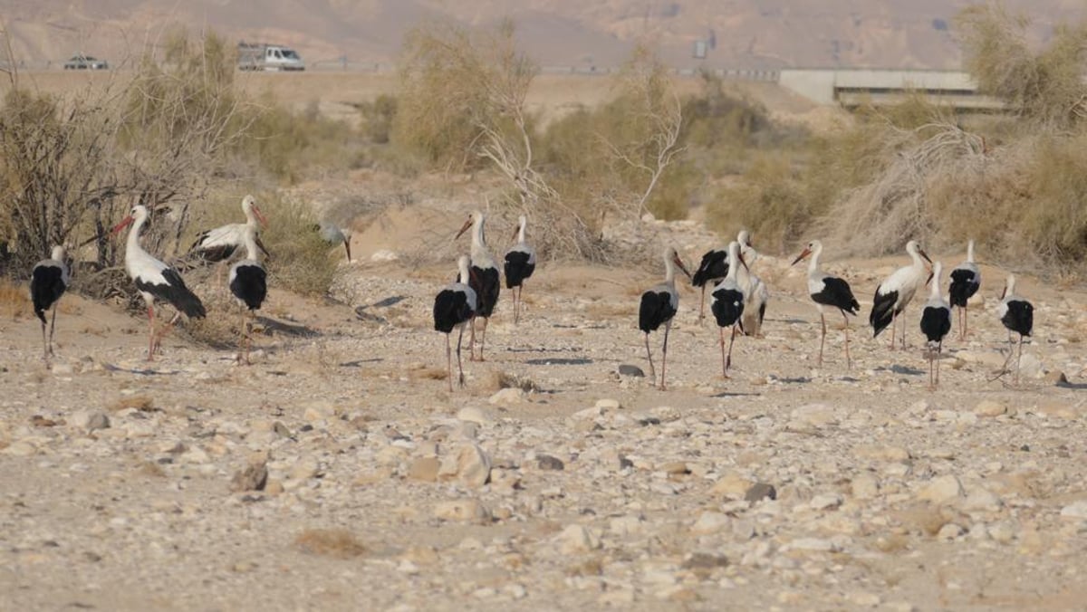 חניית ביניים: עשרות להקות חסידות בישראל