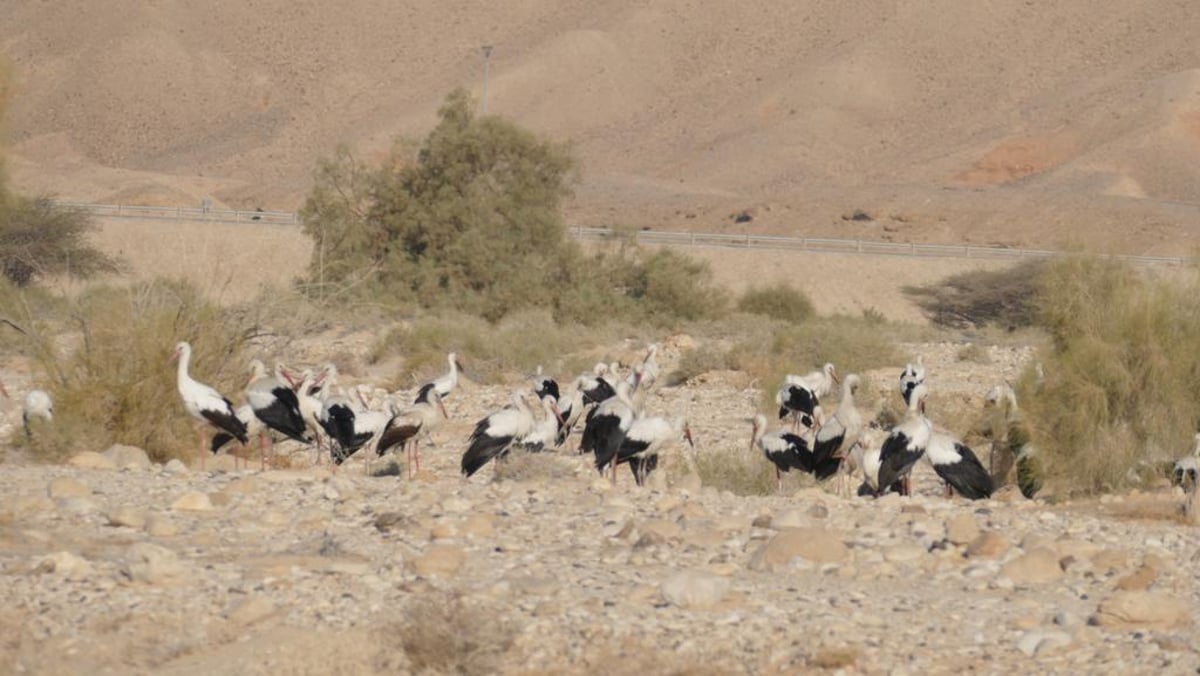 חניית ביניים: עשרות להקות חסידות בישראל