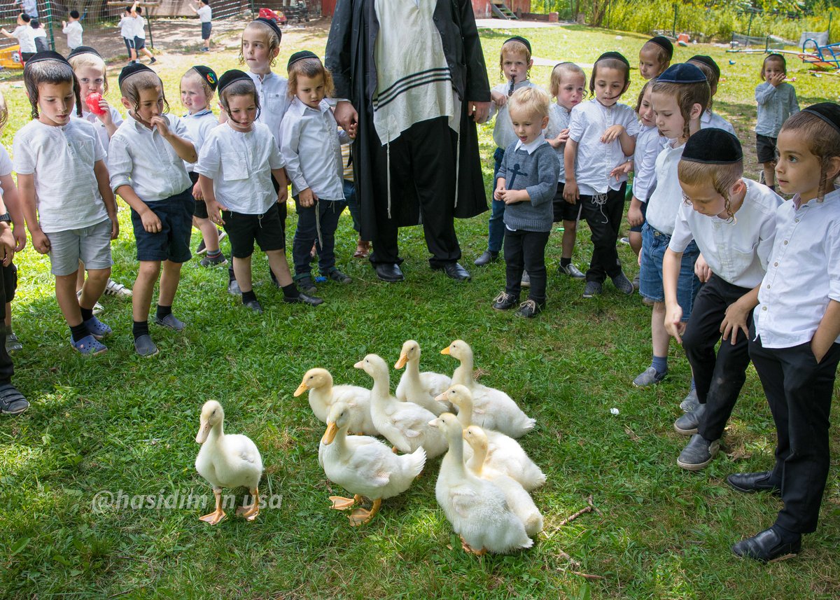 מדהים: האדמו"ר וילדי החמד האכילו ברווזים