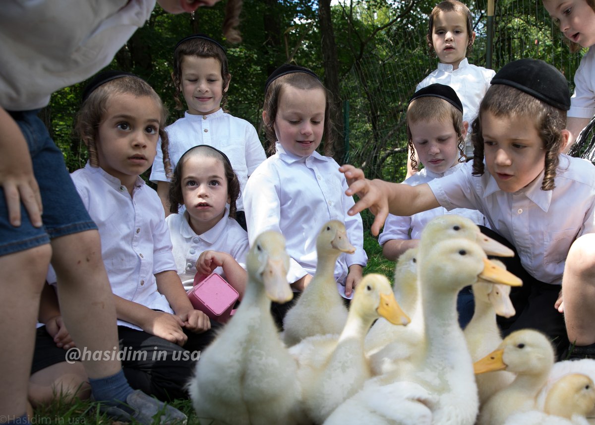 מדהים: האדמו"ר וילדי החמד האכילו ברווזים