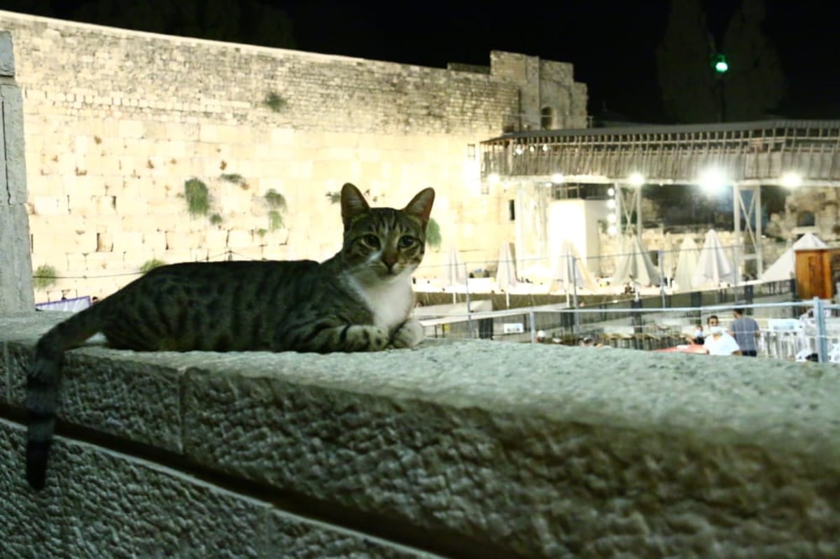 בצל ה'קורונה': אמירת הסליחות הראשונות ברחבת הכותל