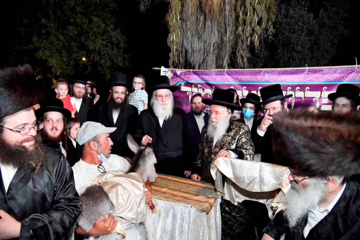 בראשות הרבי ממישקולץ: בעמנואל נערך פדיון פטר חמור