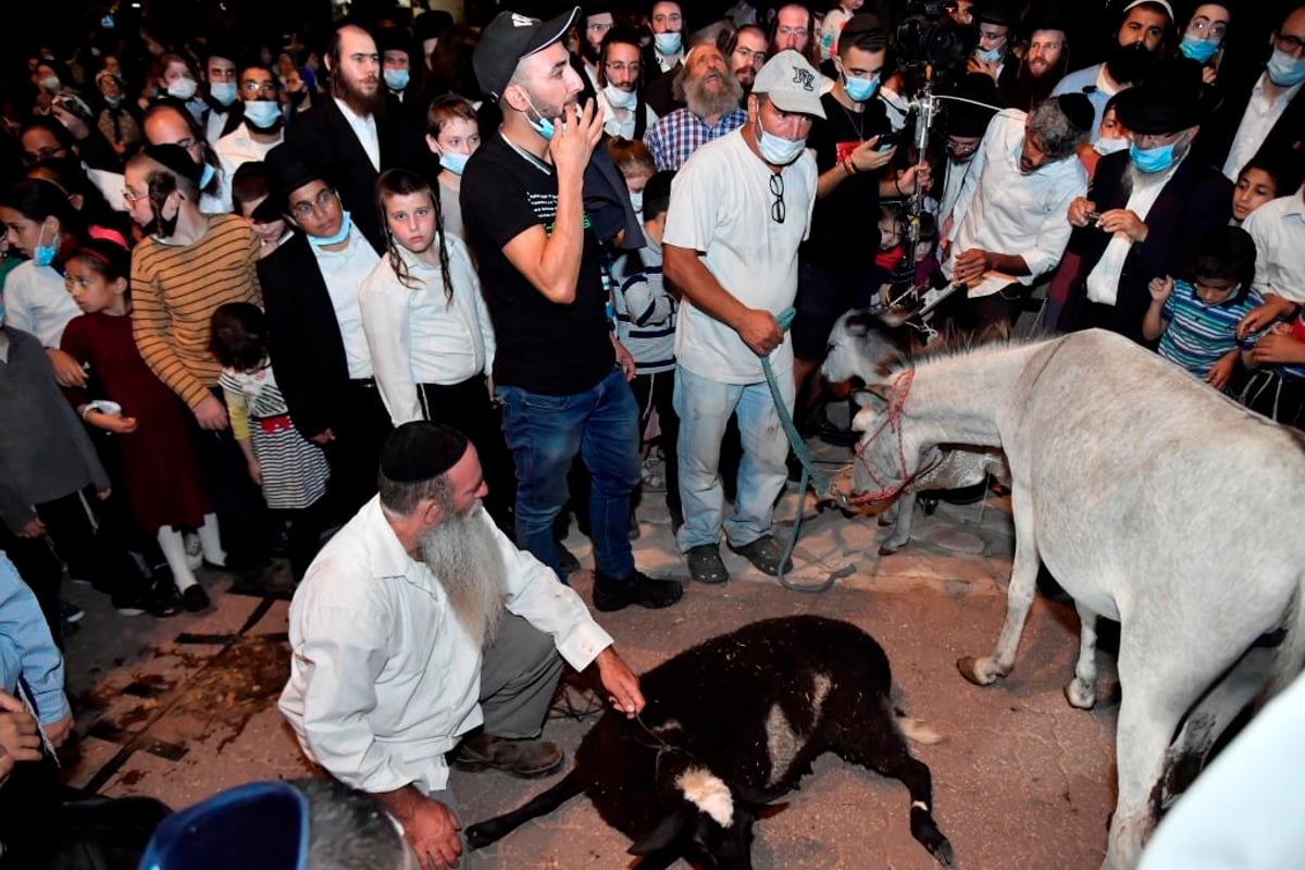 בראשות הרבי ממישקולץ: בעמנואל נערך פדיון פטר חמור