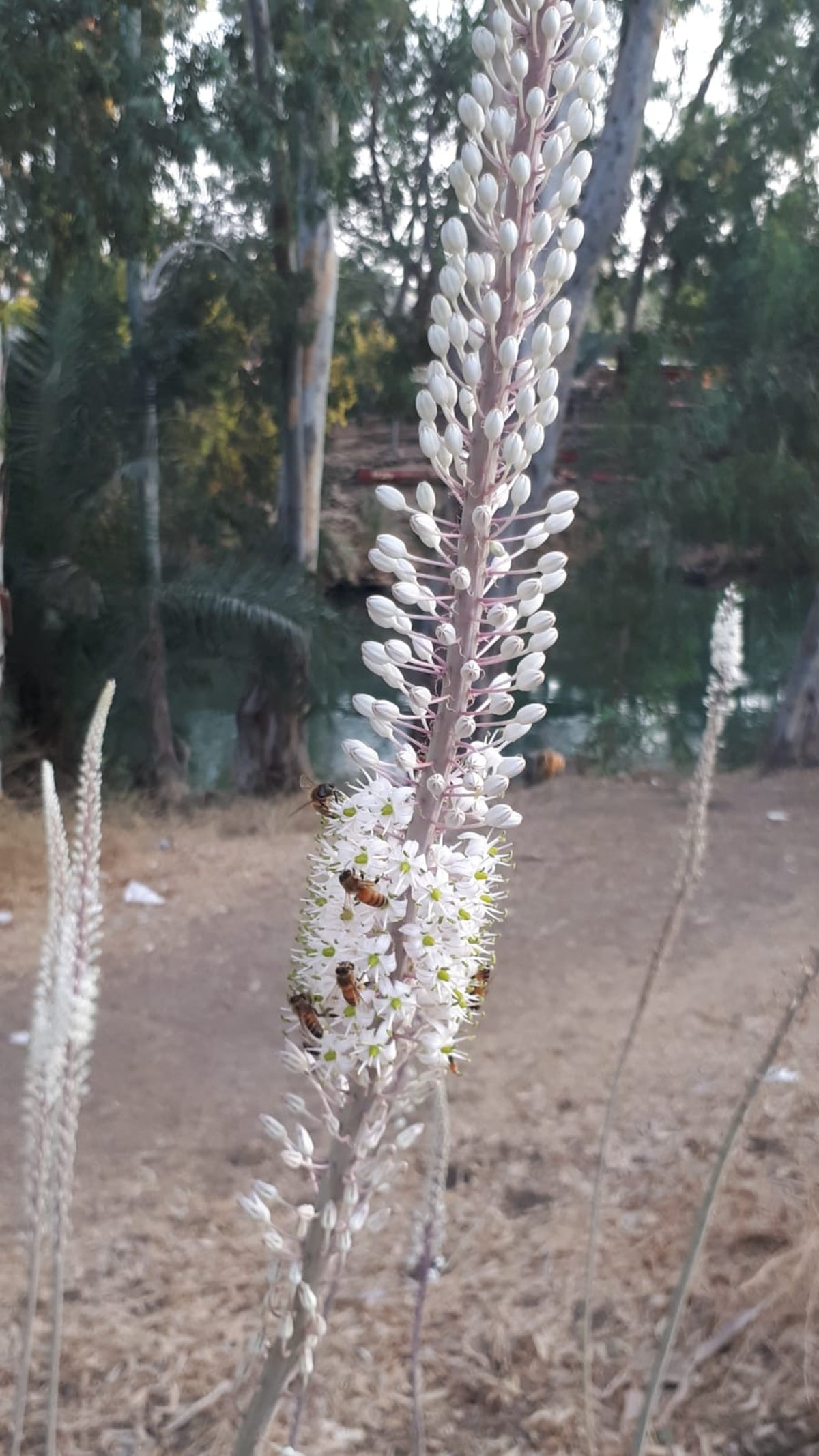 הצמח המרשים שגדל כעת ומוסר ההשכל ממנו