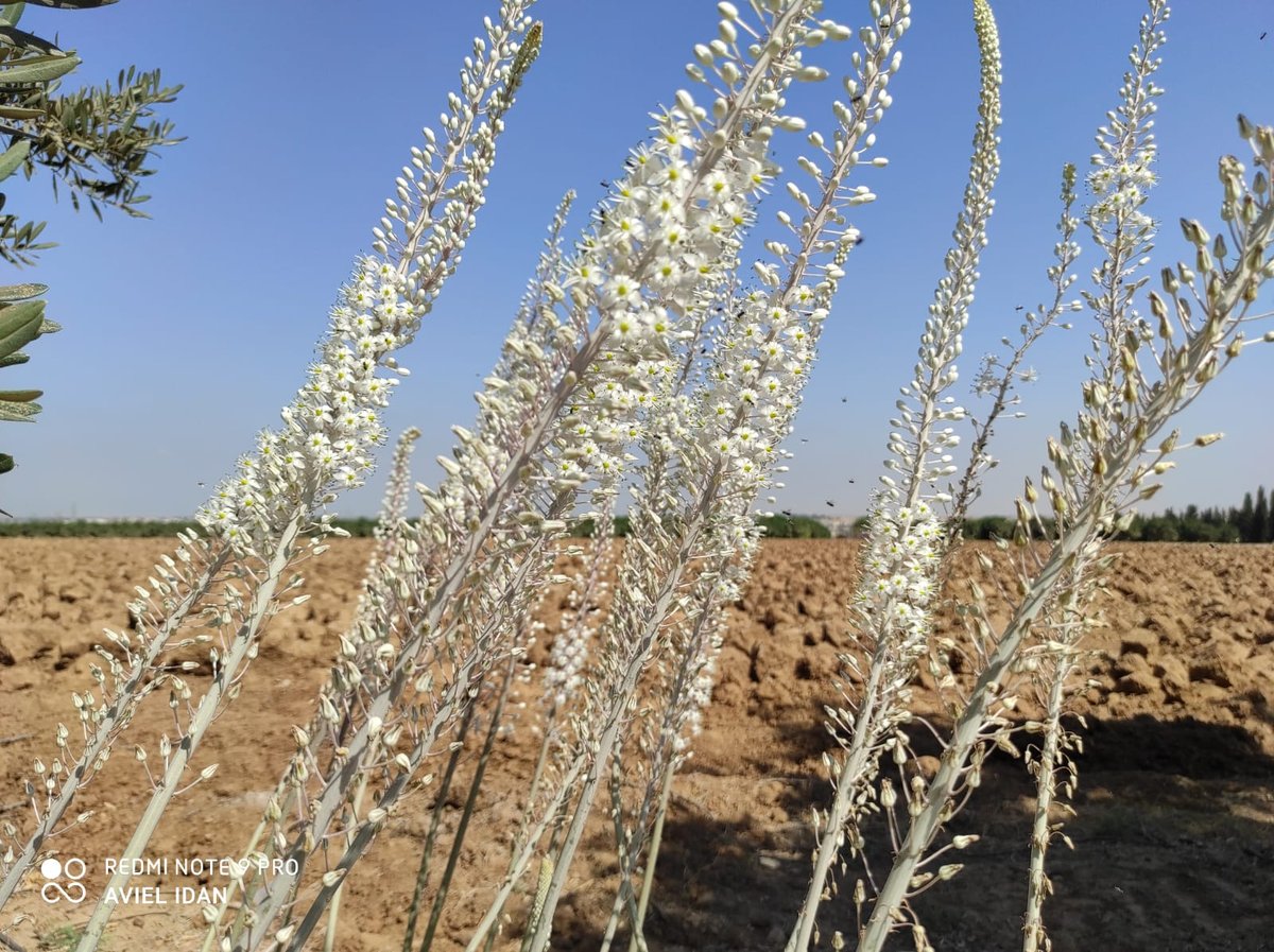 הצמח המרשים שגדל כעת ומוסר ההשכל ממנו