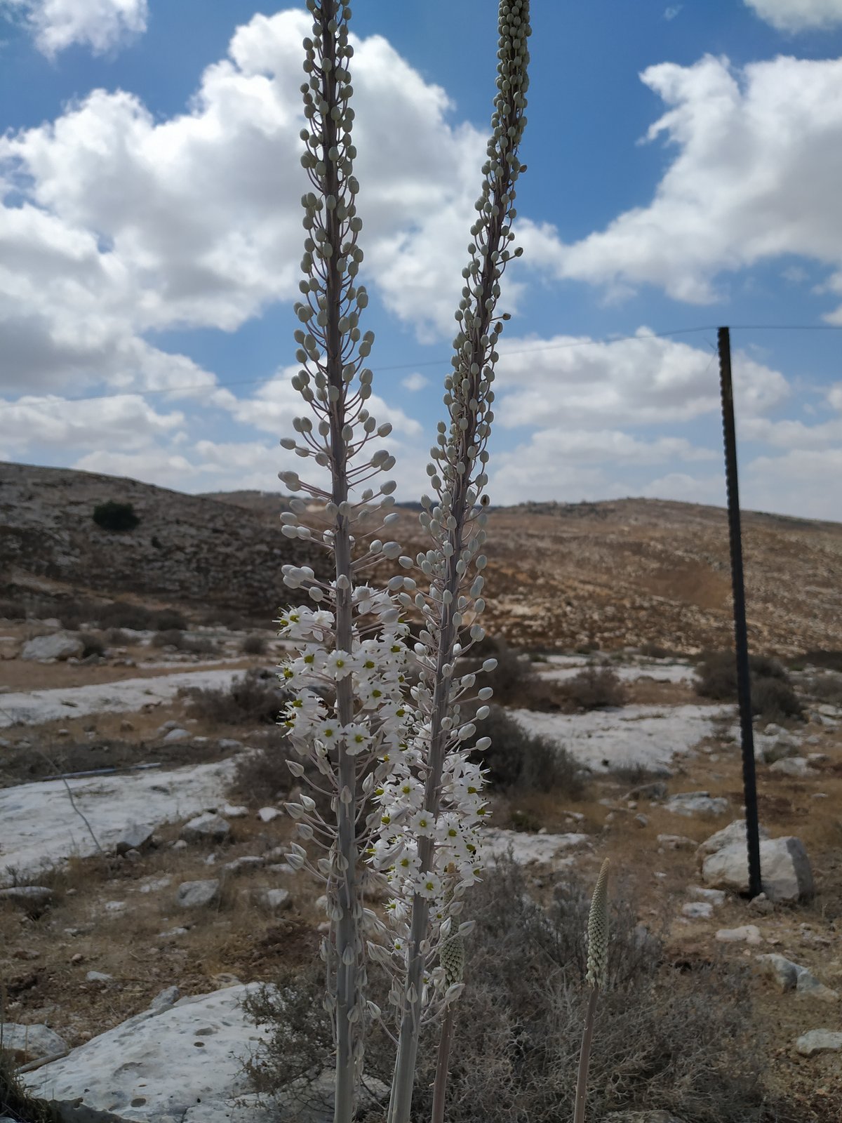 הצמח המרשים שגדל כעת ומוסר ההשכל ממנו