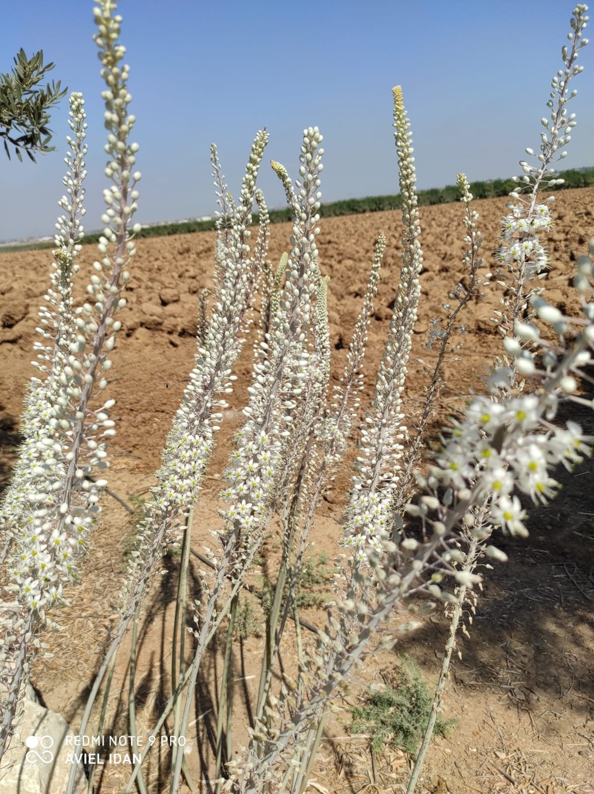 הצמח המרשים שגדל כעת ומוסר ההשכל ממנו