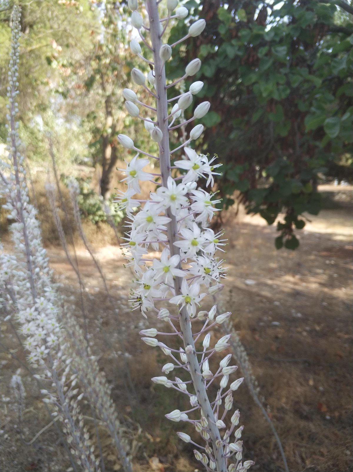 הצמח המרשים שגדל כעת ומוסר ההשכל ממנו