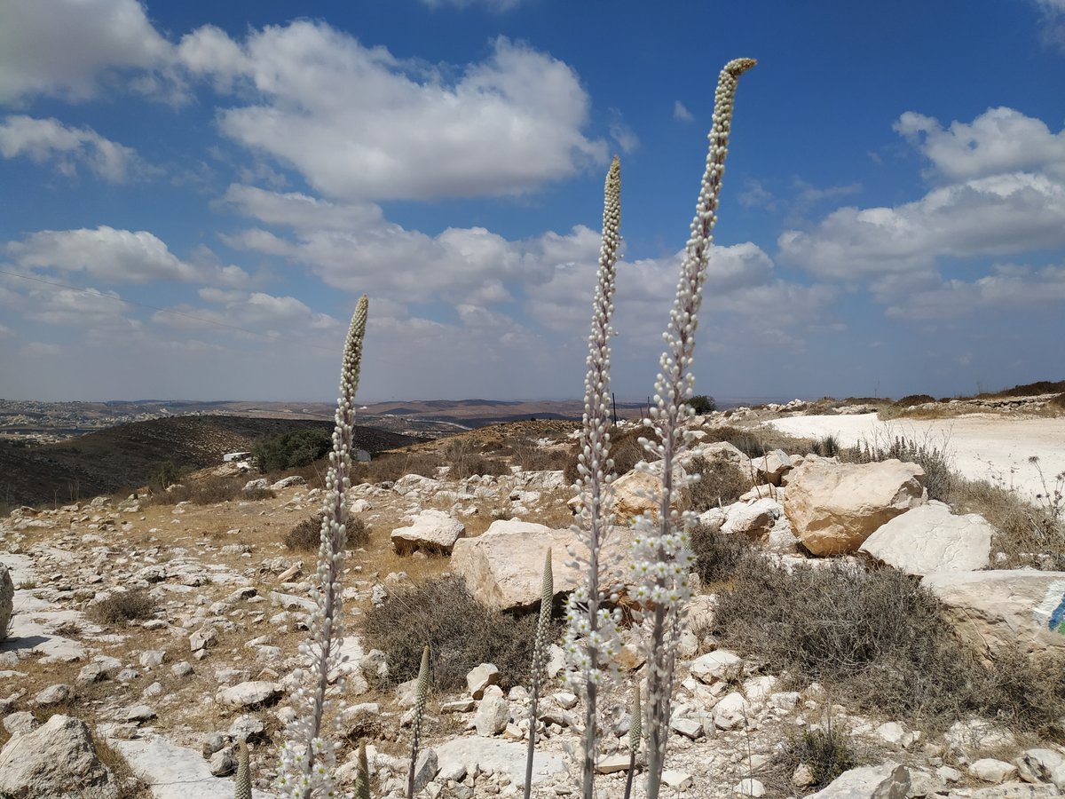 הצמח המרשים שגדל כעת ומוסר ההשכל ממנו