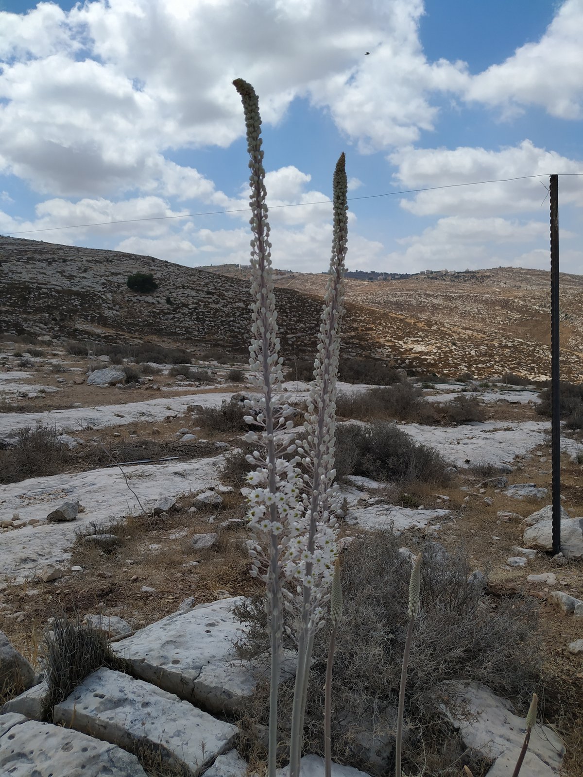 הצמח המרשים שגדל כעת ומוסר ההשכל ממנו