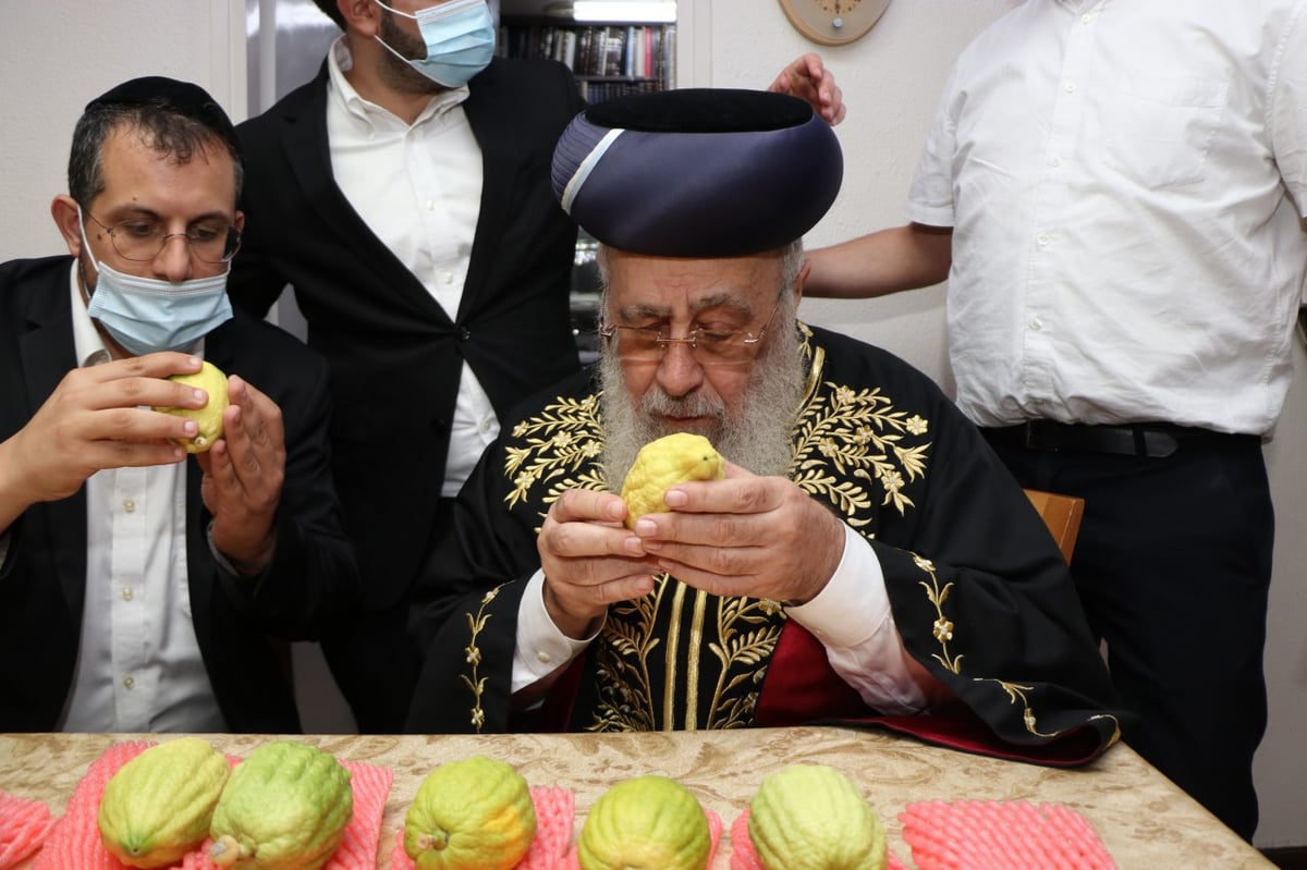 כך הראשון לציון בחר אתרוג מהודר לחג הסוכות. תיעוד