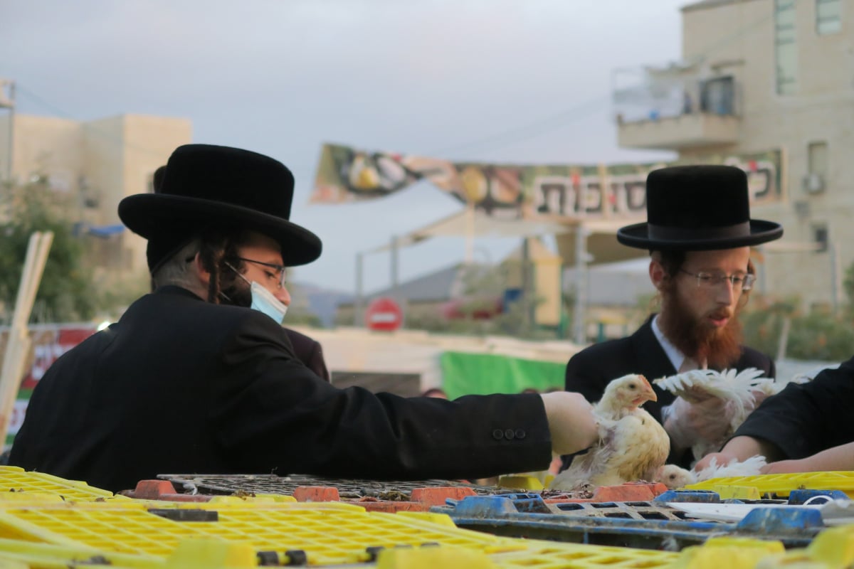 עם מסכות: מנהג הכפרות בביתר עילית