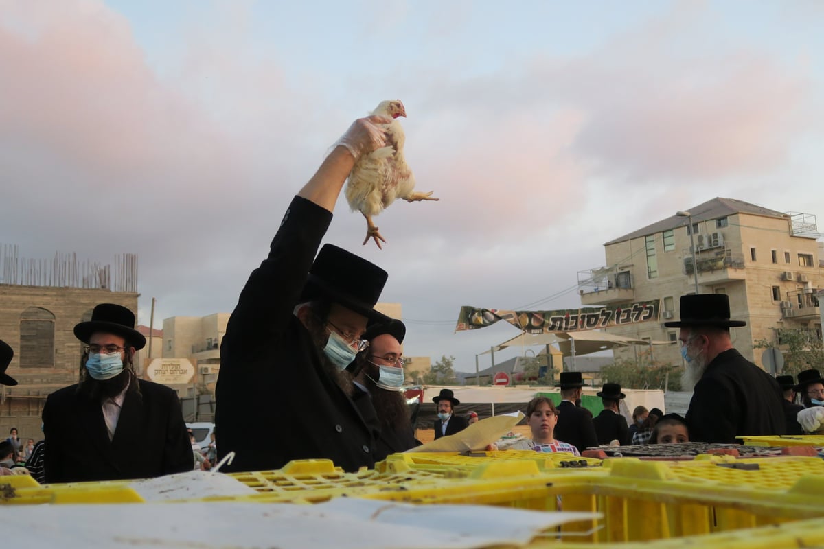 עם מסכות: מנהג הכפרות בביתר עילית