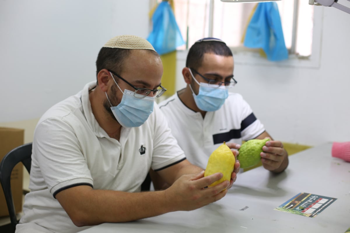 מתפללים בגינה, וקונים ד' מינים עם מסכה