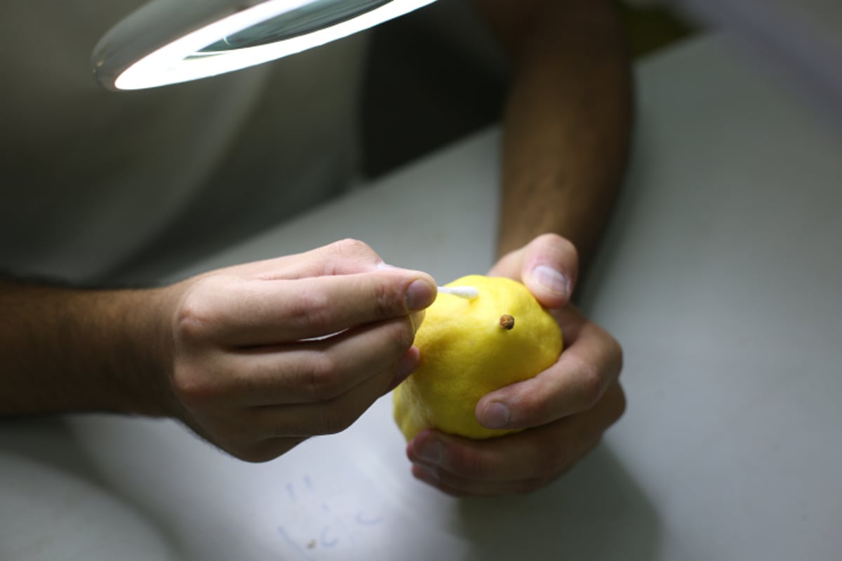 מתפללים בגינה, וקונים ד' מינים עם מסכה