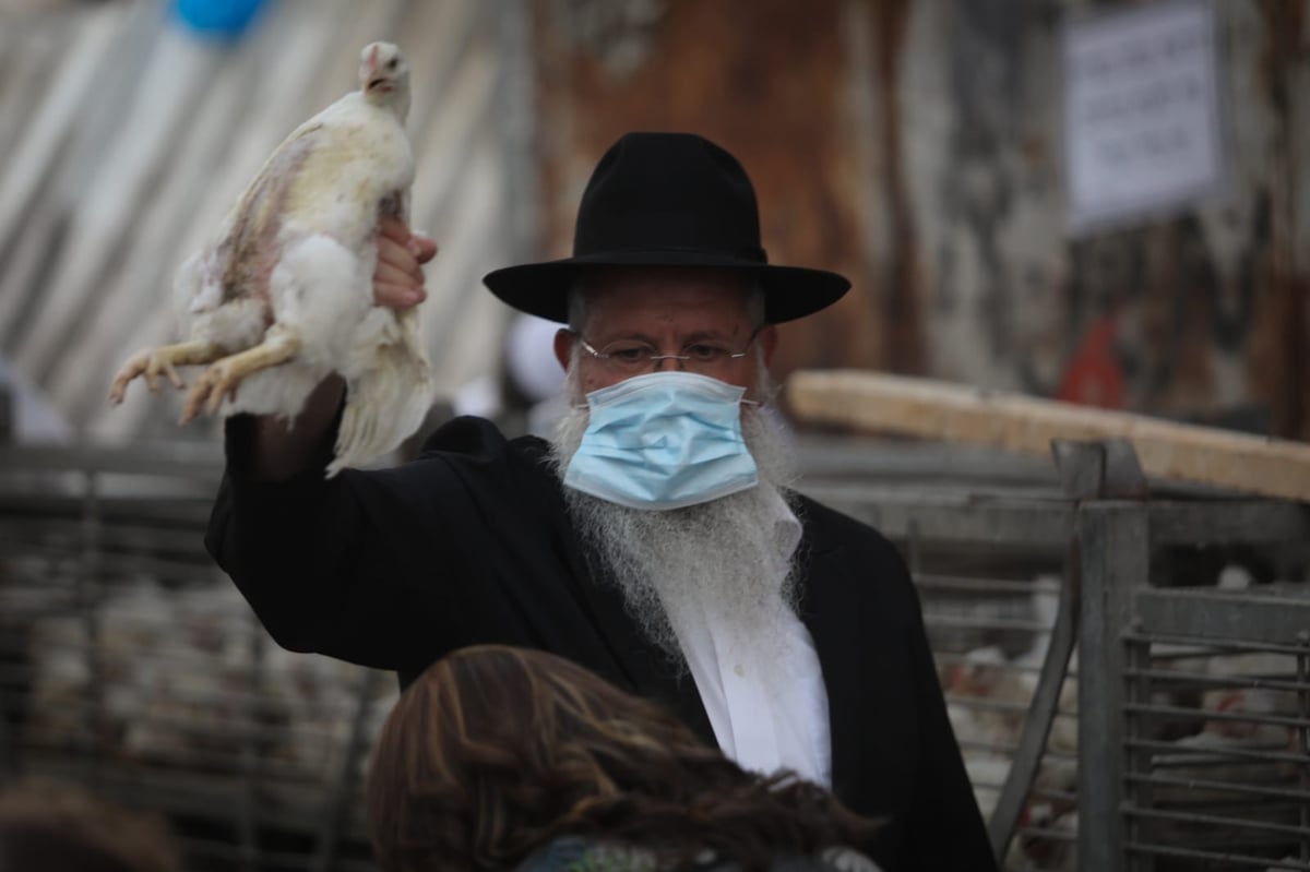 כפרות וארבעת המינים: נערכים לחגי קורונה