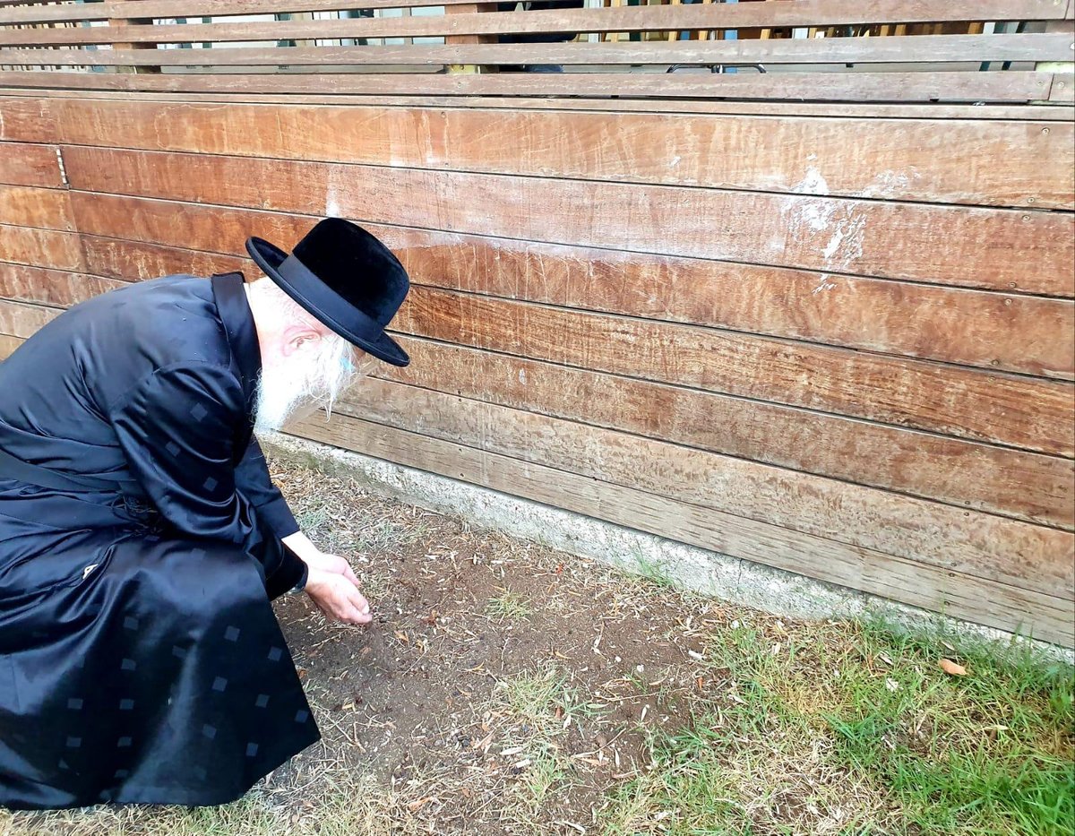 הגרי"ד גרוסמן במנהג הכפרות וכיסו הדם