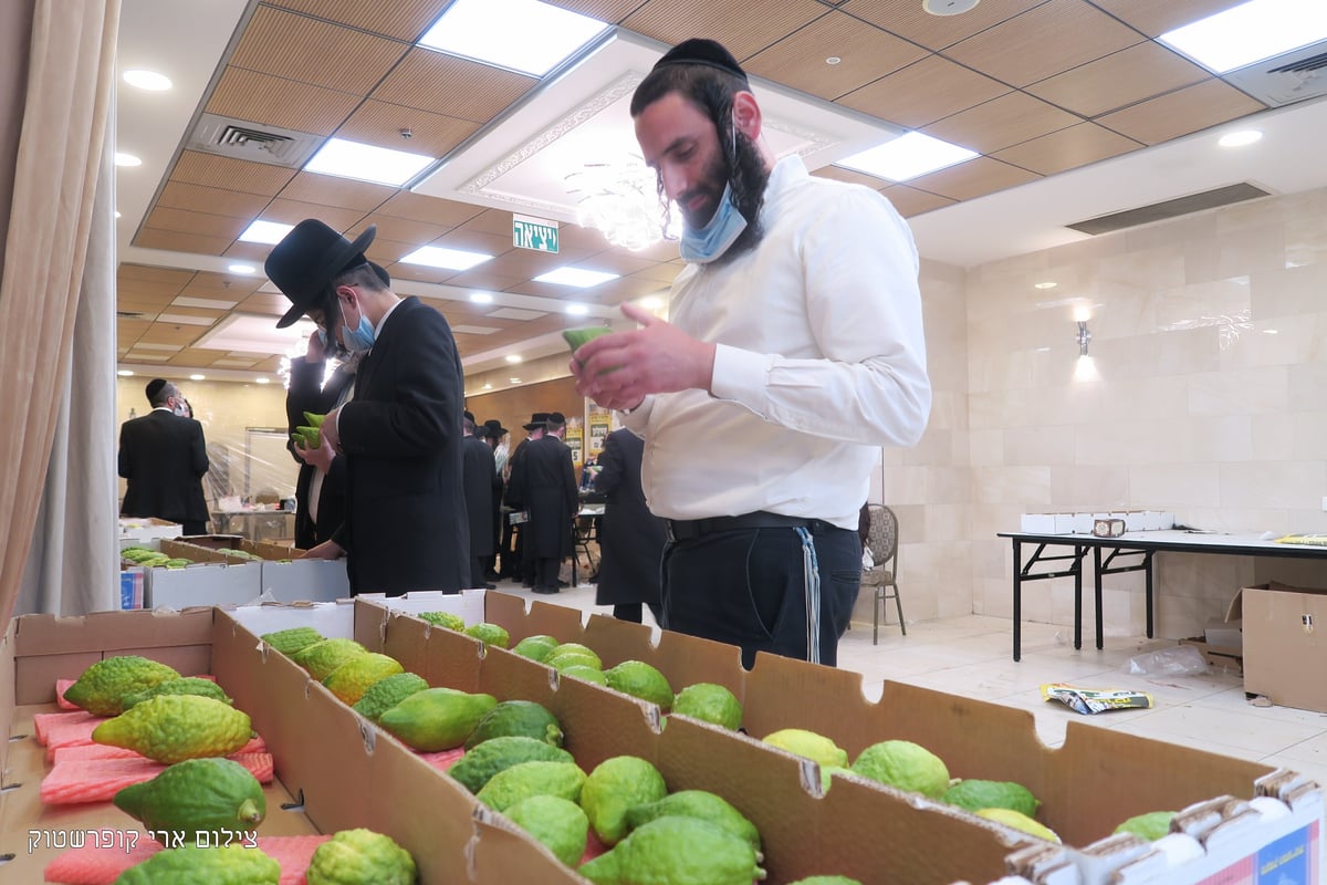 תיעוד: בביתר עילית נערכים לחג הסוכות