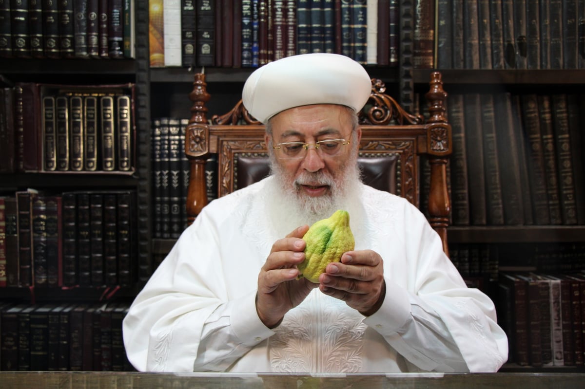 בגלימה לבנה: הראשל"צ הגר"ש עמאר בדק את האתרוג