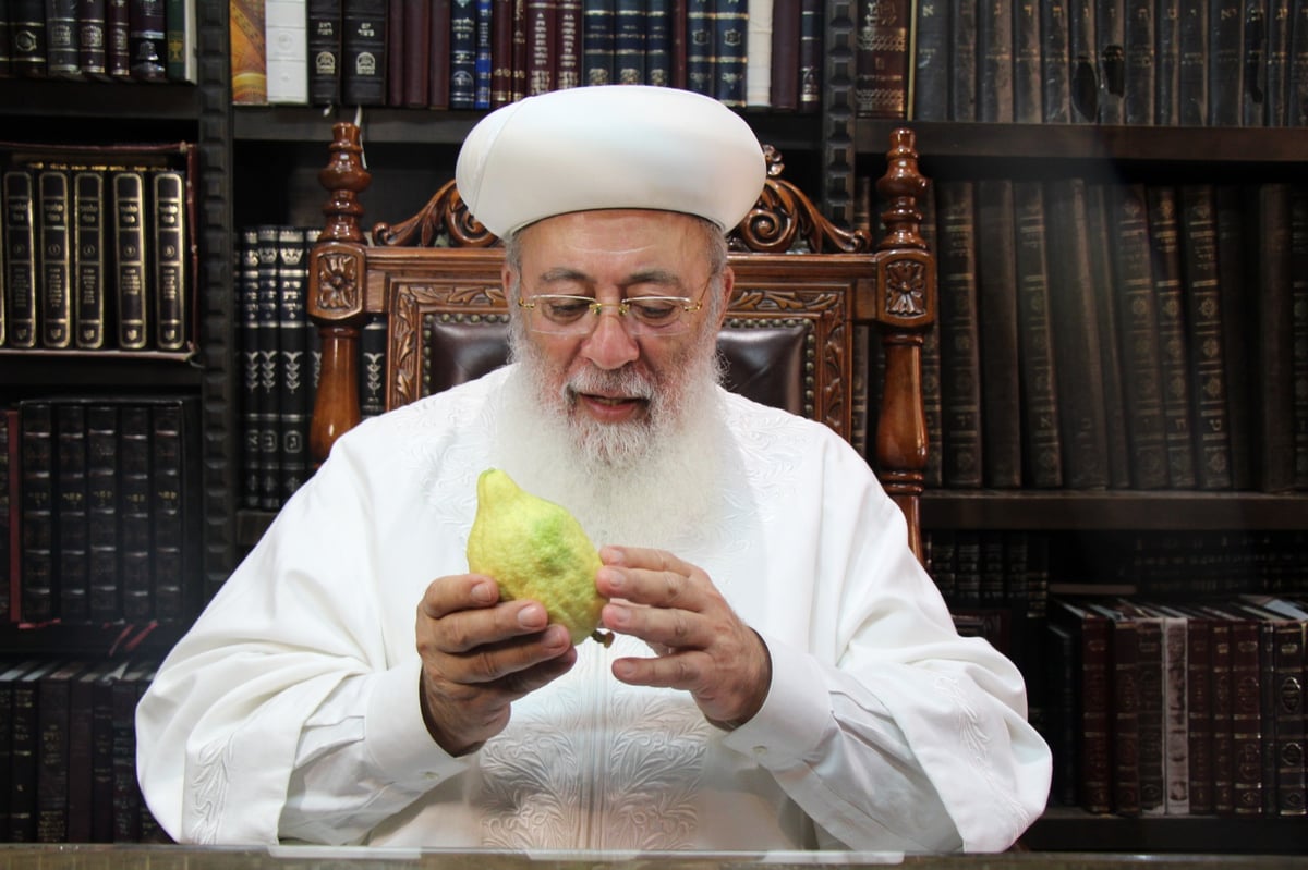 בגלימה לבנה: הראשל"צ הגר"ש עמאר בדק את האתרוג