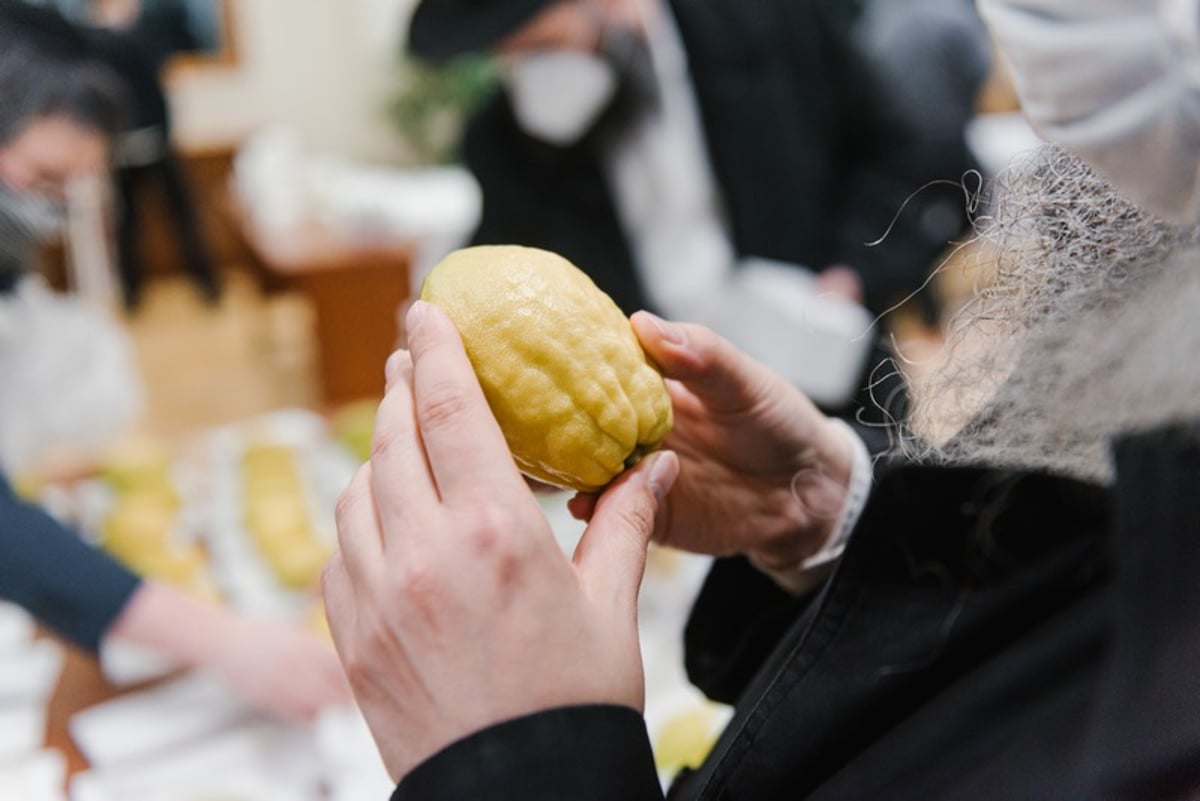 הושלמו ההכנות במוסקבה לקראת חג הסוכות