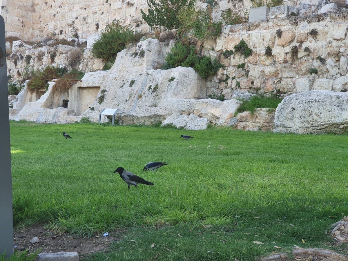 תיעוד מסכם: הכותל המערבי והרובע היהודי בחול המועד סוכות