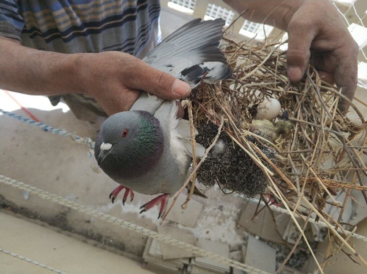 סגולה חדשה נגד קורונה: מצוות שילוח הקן