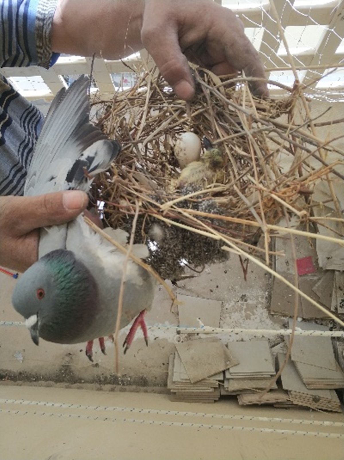 הקן במרפסת השורות בביתי בידיו האמונות של השיפוצניק הישמעאלי שלקח את היונים בשמחה רבה (נשים לב שביצה אחת בקעה)