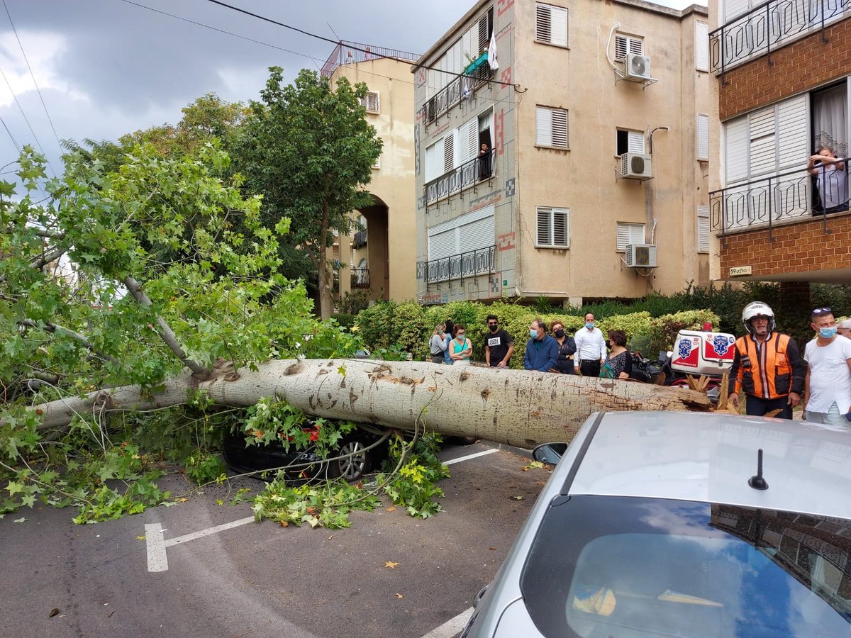 עץ גדול קרס על הכביש; רכבים ניזוקו • צפו