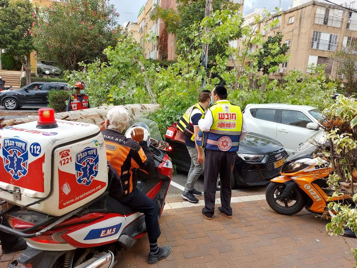 עץ גדול קרס על הכביש; רכבים ניזוקו • צפו