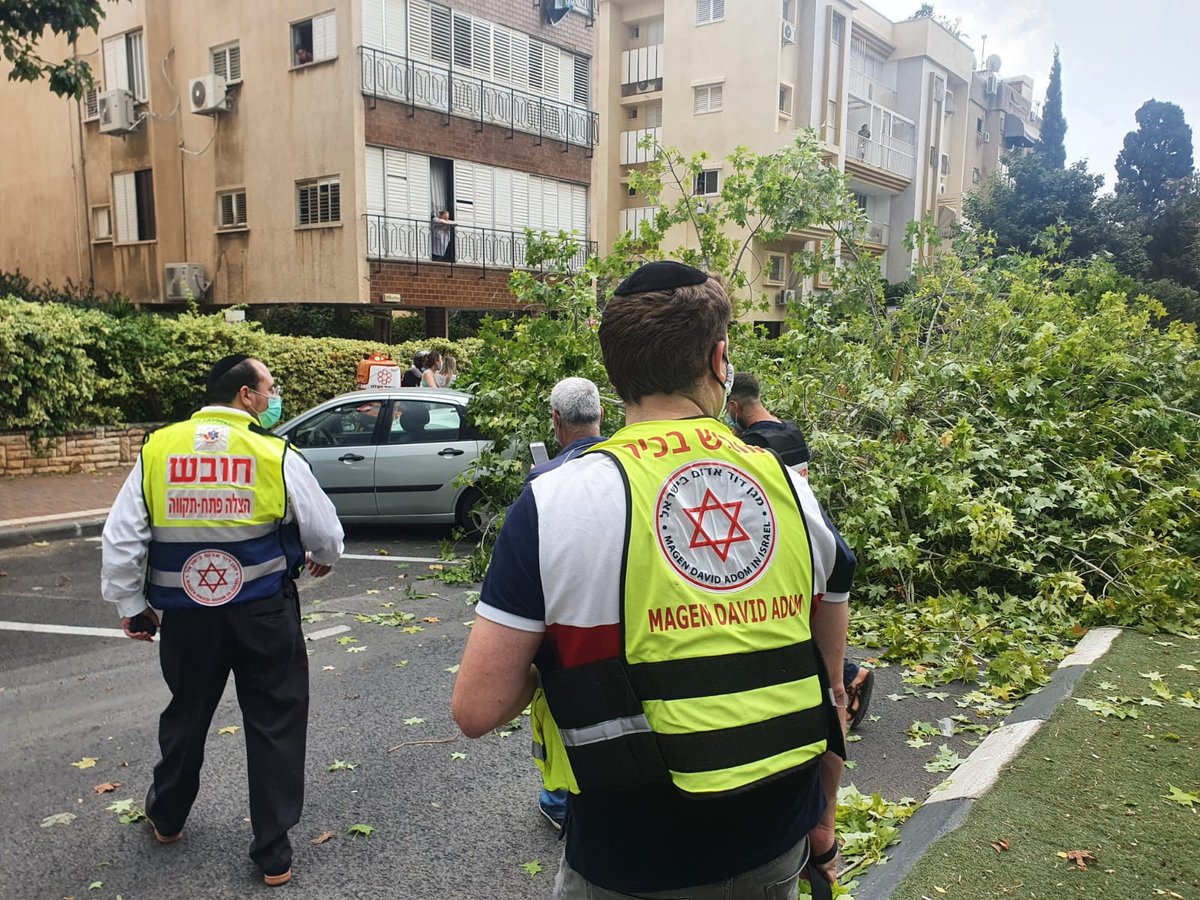 עץ גדול קרס על הכביש; רכבים ניזוקו • צפו