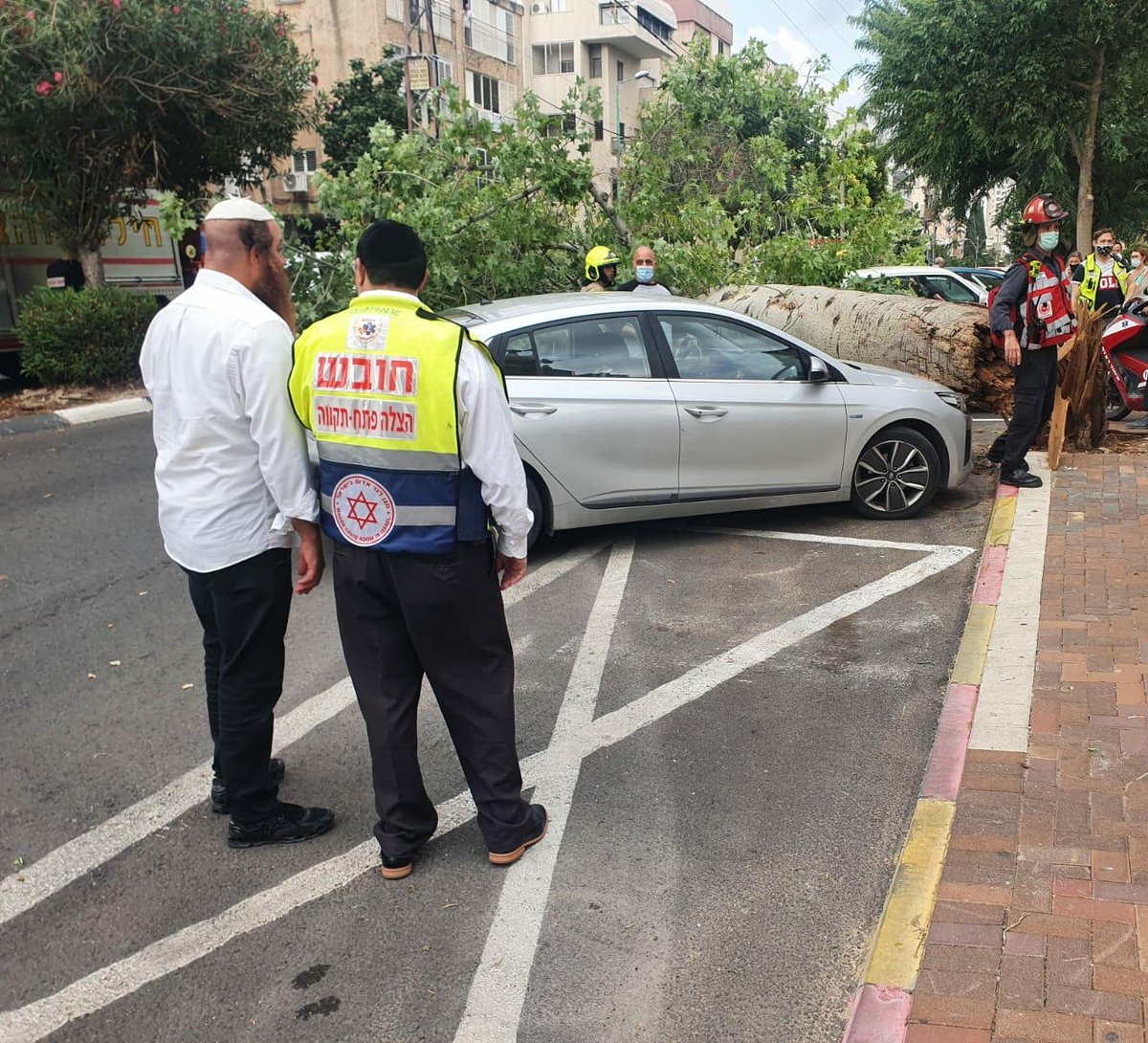 עץ גדול קרס על הכביש; רכבים ניזוקו • צפו