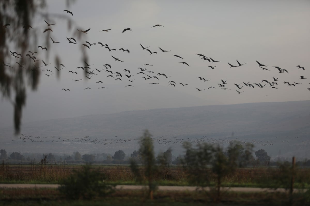 הטבע המרהיב בשמורת אגמון החולה • תיעוד